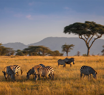 voyage Tanzanie